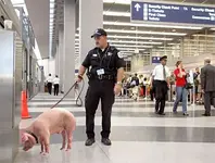 Airport-Security-R.webp