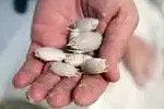 sand flea.webp