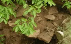 RES01153.webp
