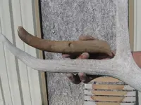 elk1.webp