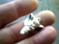 Metal Detecting Finds 049.webp