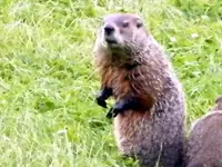 what you looking at.webp