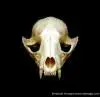 RaccoonSkull0005mjt_small.webp