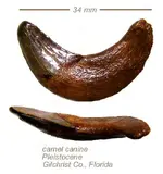 camel canine.webp