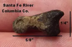 Small toe bone.webp
