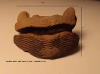 large parrotfish mouth plate.webp