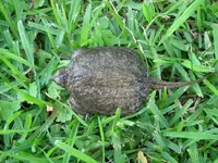 snappingturtle 001.webp