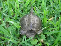 snappingturtle 002.webp