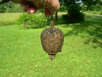 snappingturtle 005.webp