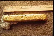 Gold Bar 1.webp