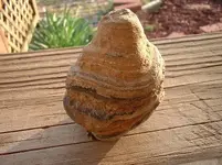 fossil1.webp