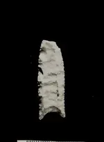 fol1.webp
