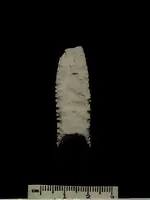 fol2.webp