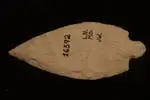 turkeytail80.webp