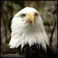 avatar_48390.webp