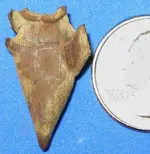 Triangle1.webp