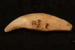 bear tooth 81.webp