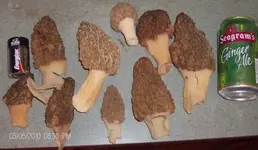 haystacks.webp