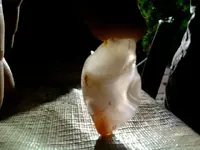 fire agate 5.webp