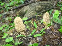 4-26-10 001.webp