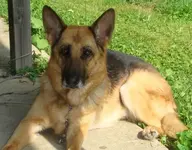 Shep.webp