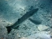 barracuda visiting 02.webp