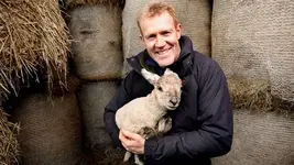 british sheep.webp