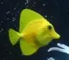 avatar_13155.webp