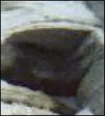 possum.webp