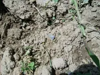 5-15-10 brewerton insitu.webp