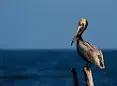 avatar_56921.webp