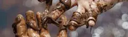 oil.webp