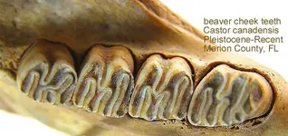 castorcheekteeth.webp