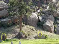 Med Tree near cave Corrected.webp