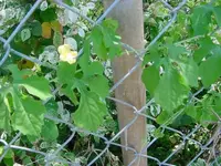 plant.webp