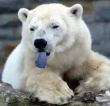 polar-bear-tongue.webp