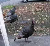Turkeys.webp
