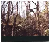 deer 2.webp
