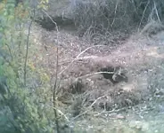 china006.webp
