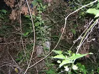 DSCF0346.webp