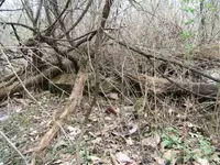 foundation041306 (Small).webp