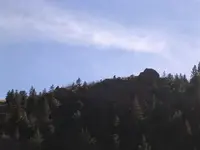 pointer on hill.webp