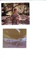 wally gator.webp