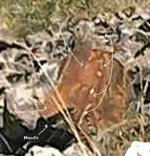 horse1.webp