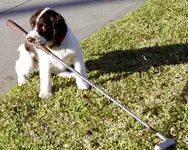 Putter Please 2.webp