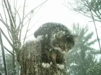snowstump.webp