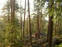 in the woods.webp