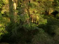 in the woods2.webp