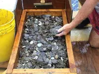 Coin-47.webp