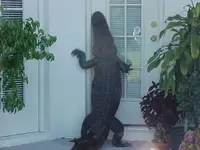 Gator3.webp